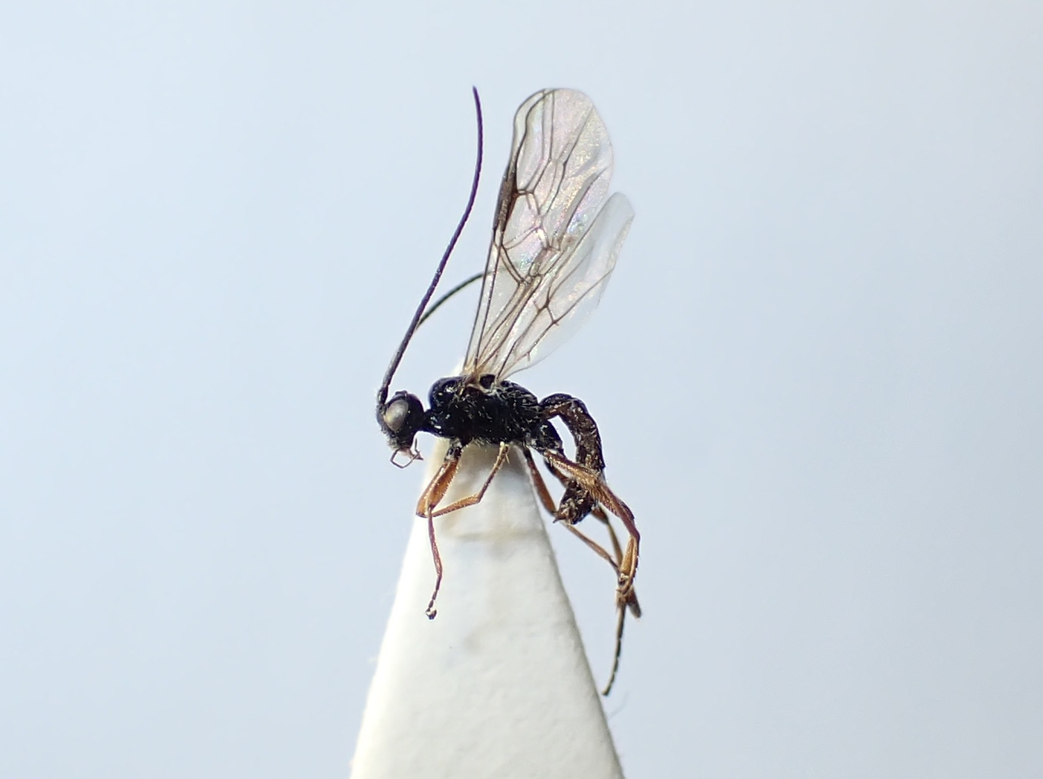 Rhysipolinae