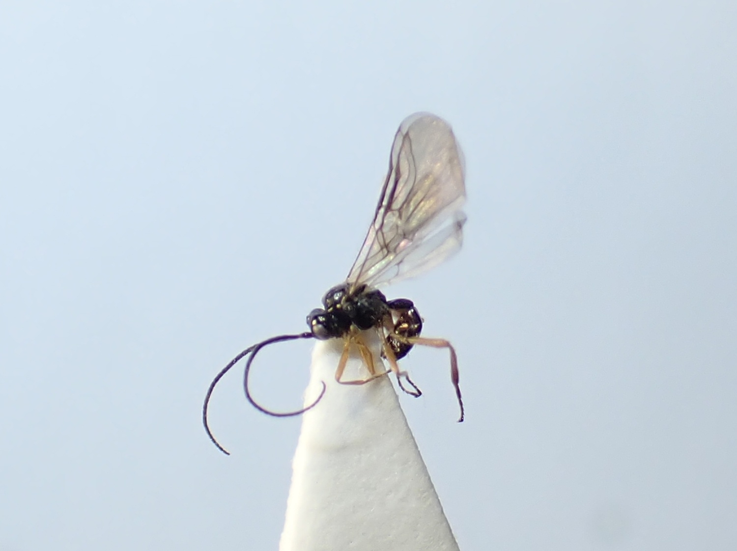 Antrusa sp.