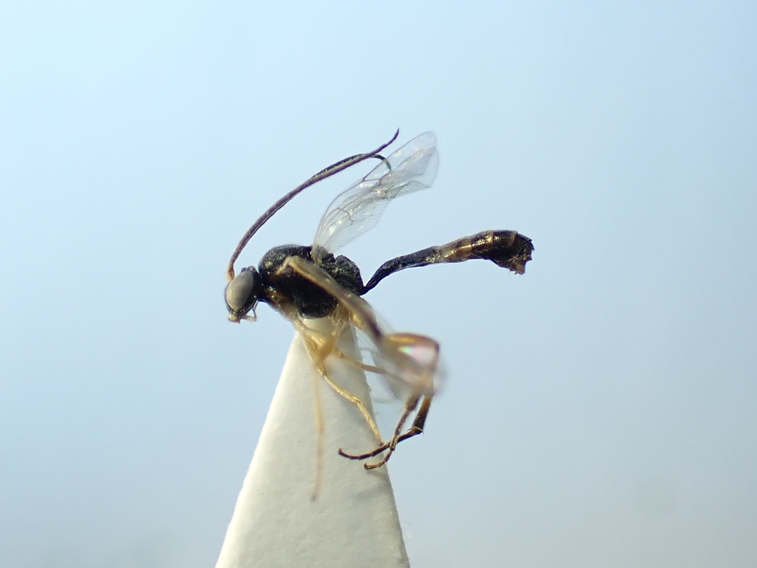 Symplecis sp.