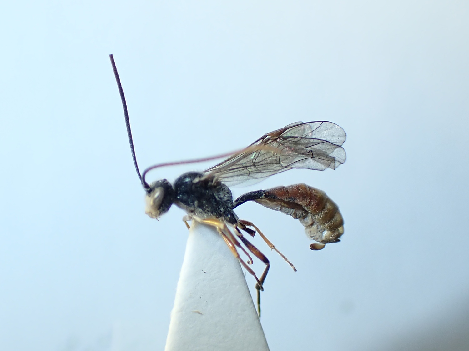 Exyston sp.
