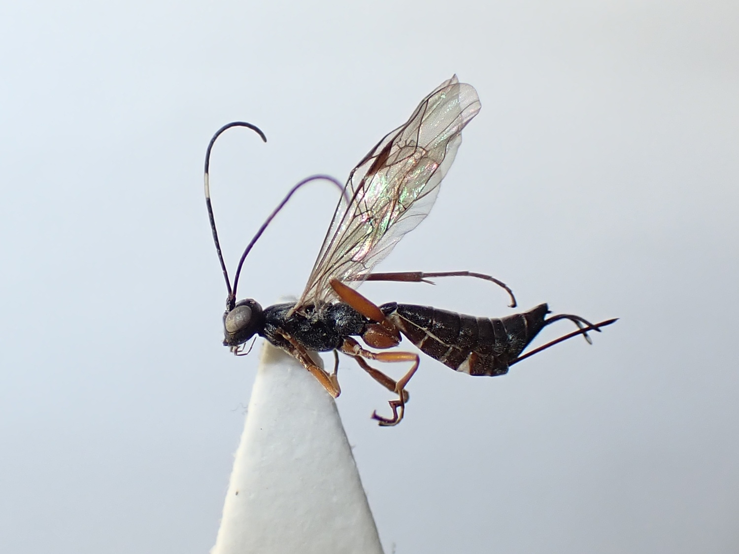 Helcostizus sp.