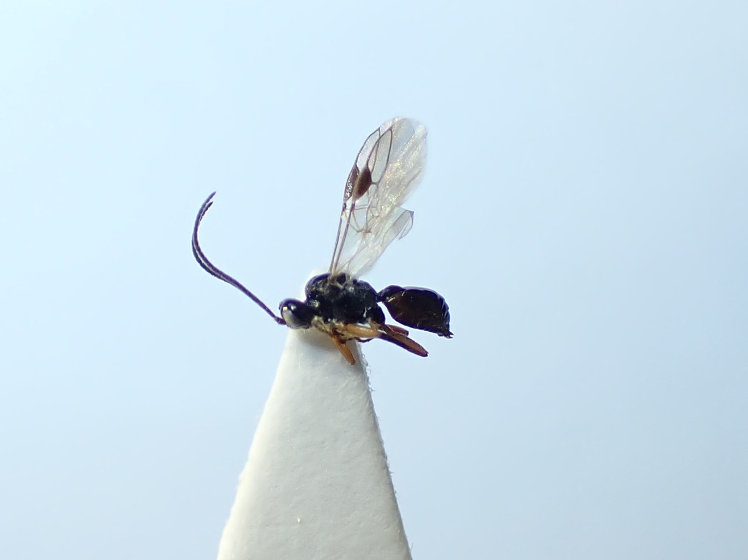 Centistes sp.