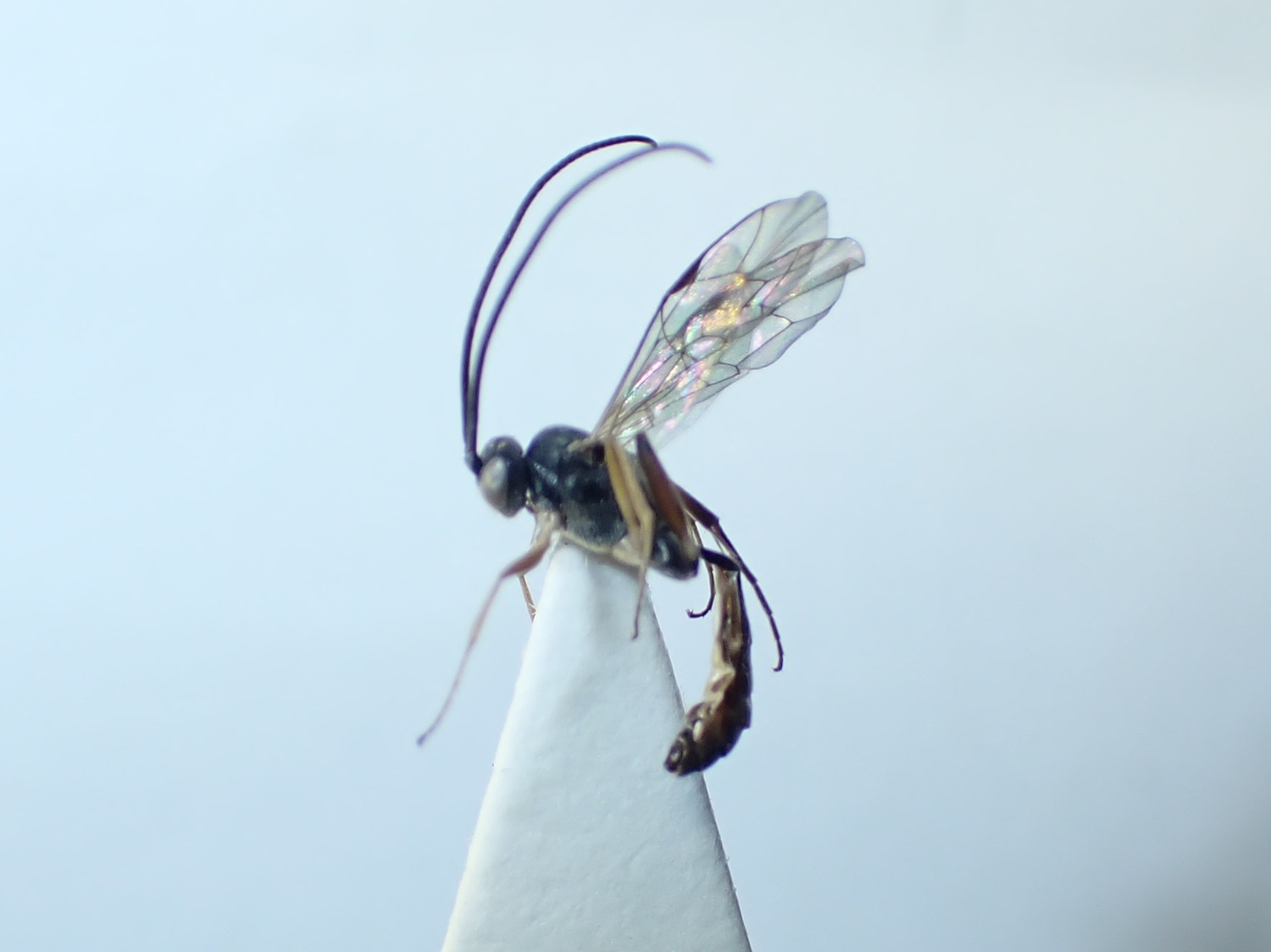 Cymodusa sp.