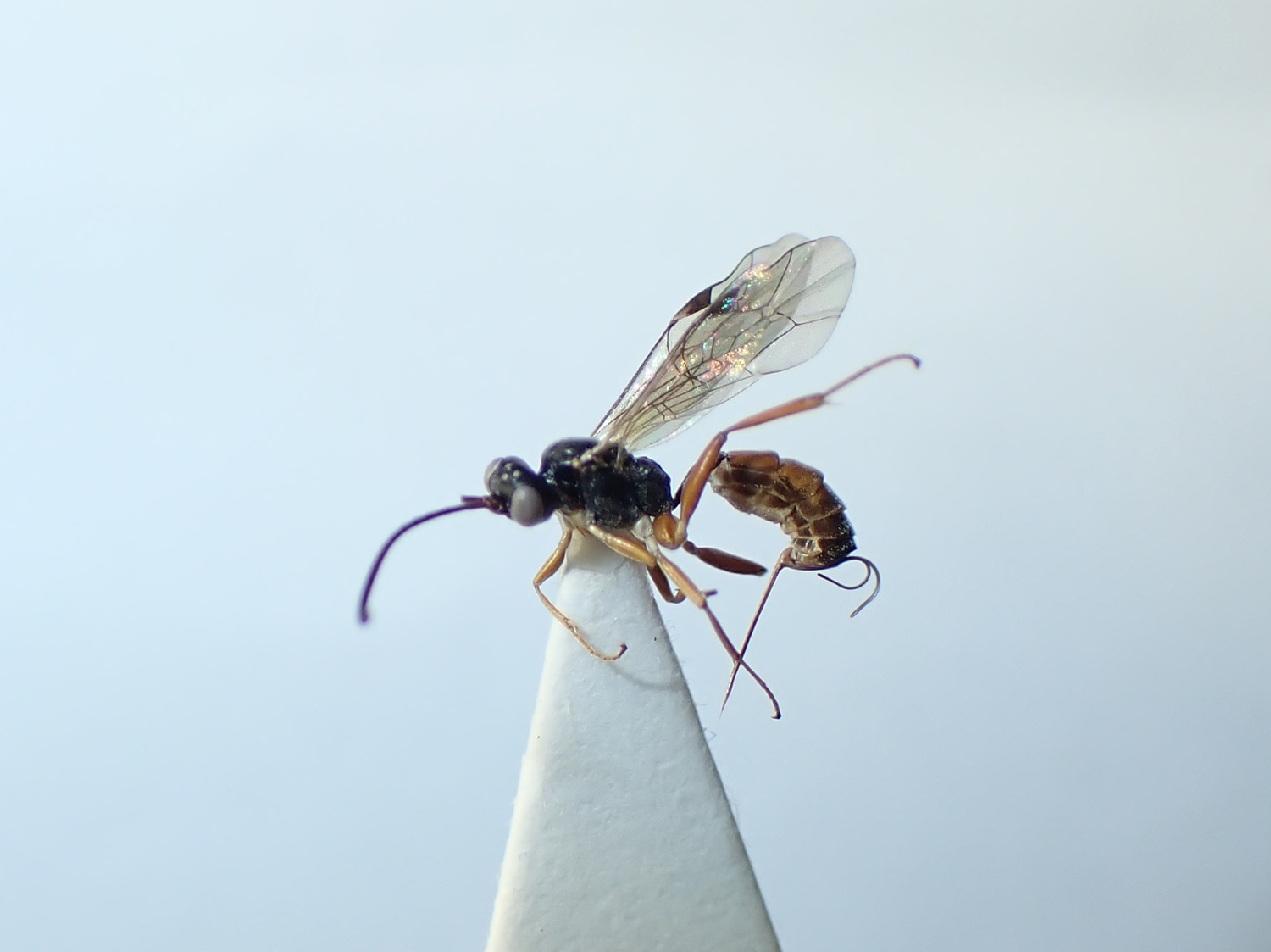Gnotus sp.