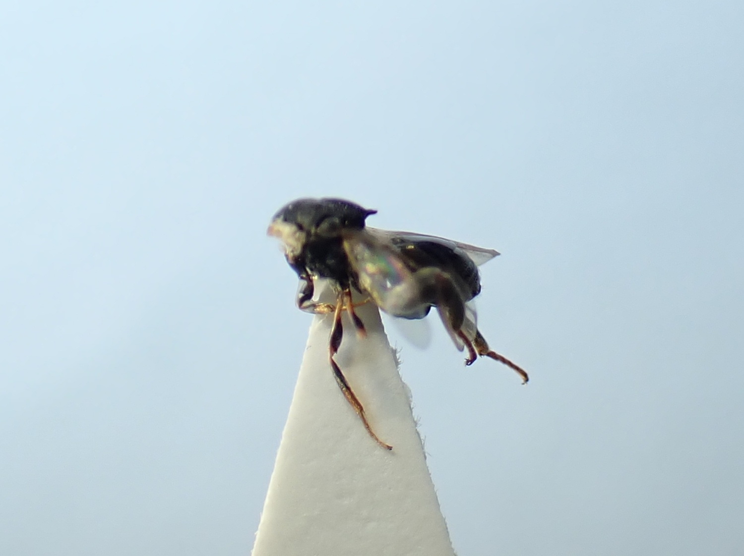 Haltichella sp.