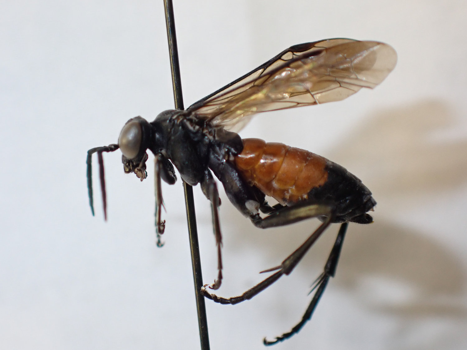 Macrophya annulata