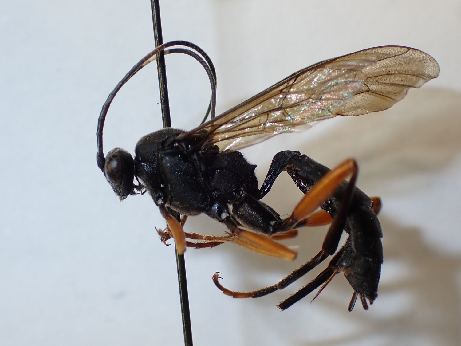 Hoplismenus terrificus