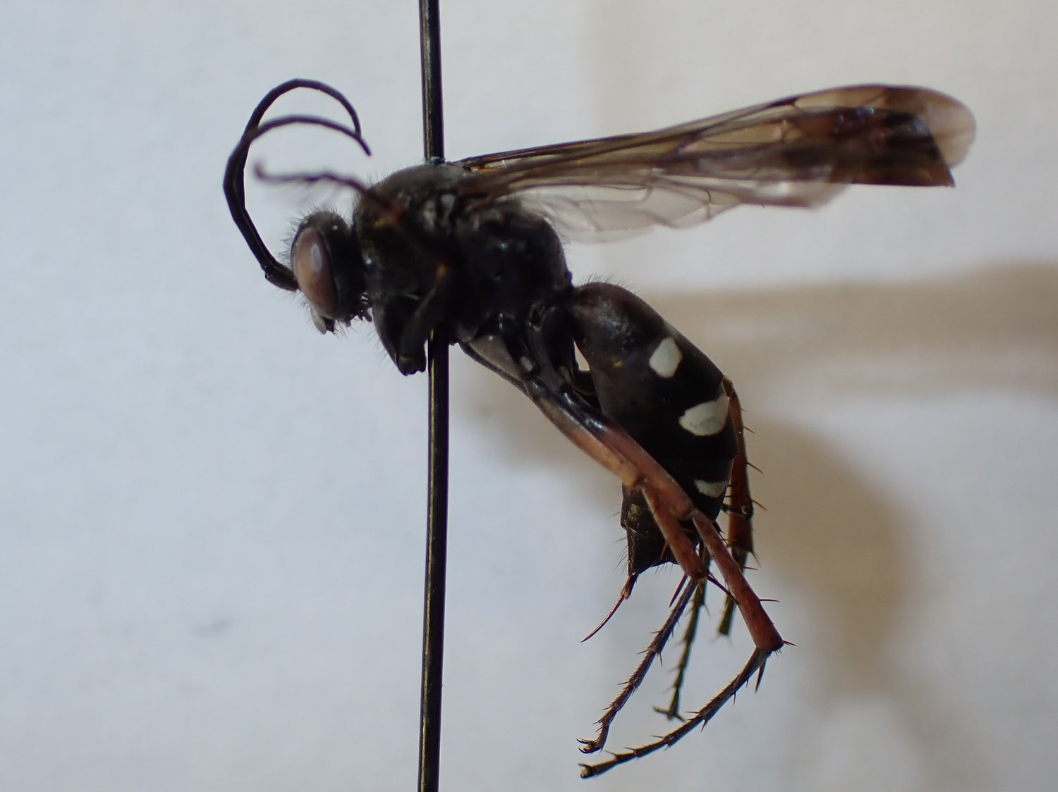 Episyron sp.