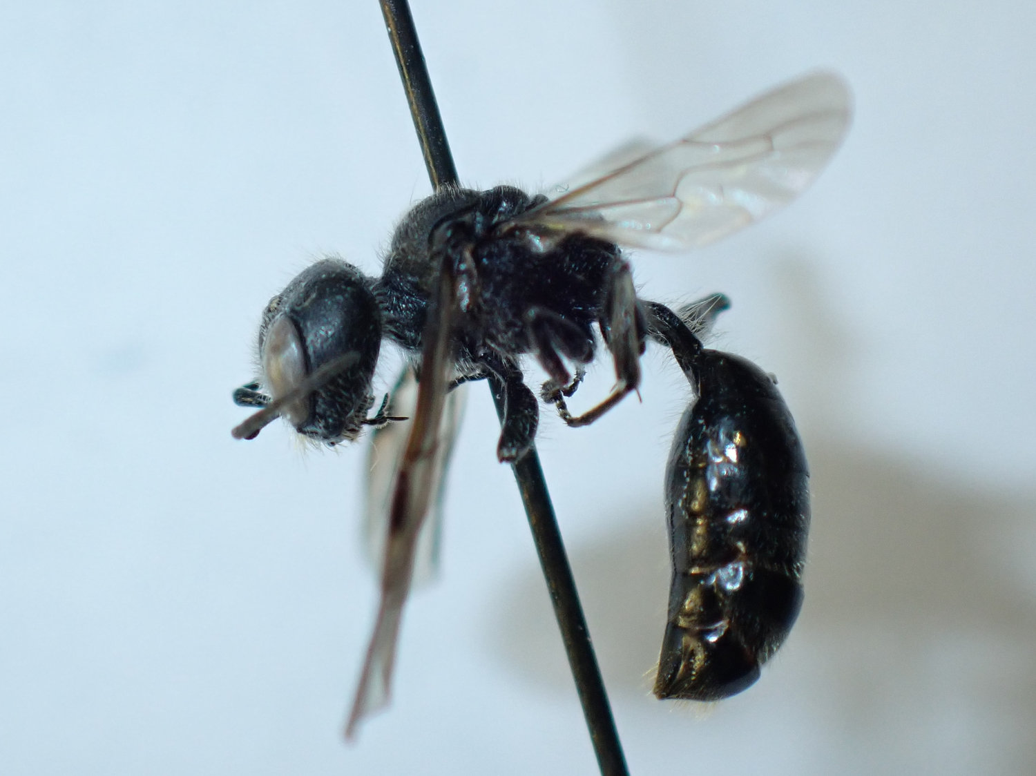Pemphredon sp.