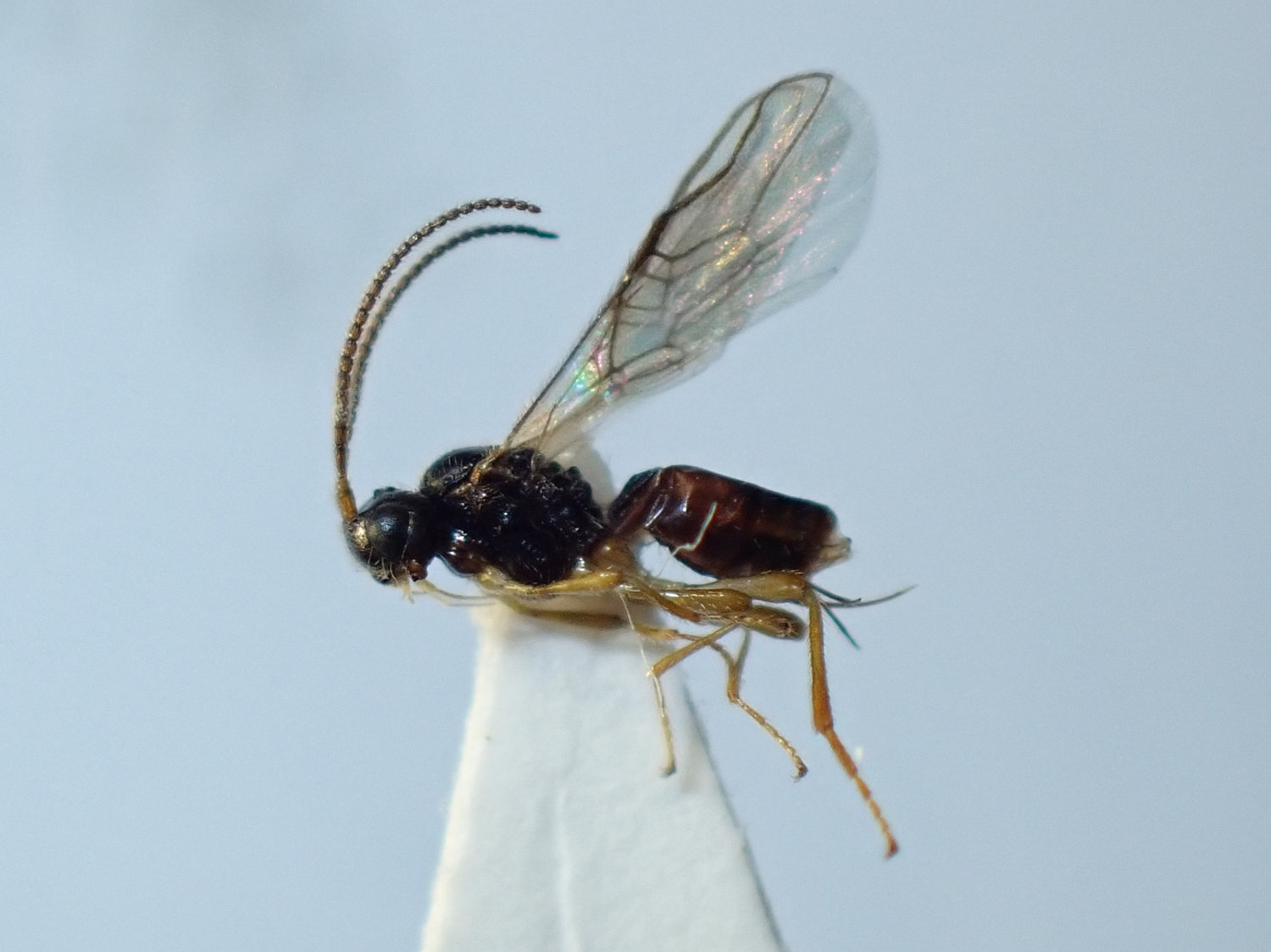 Dinotrema sp.