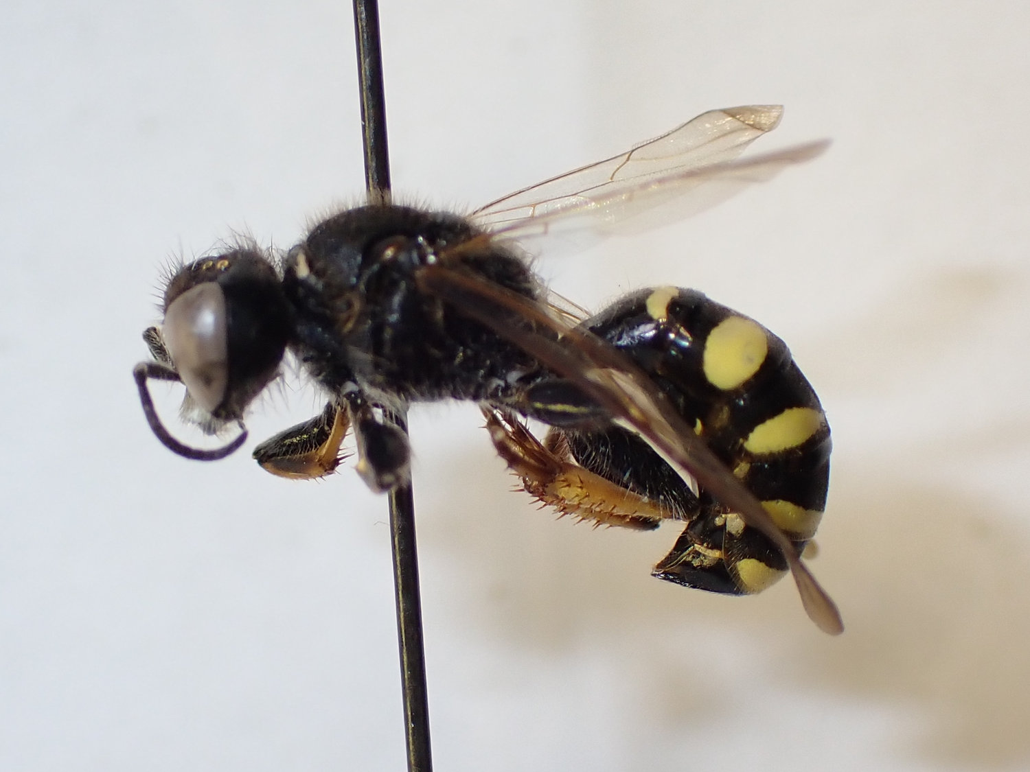 Crabro sp.
