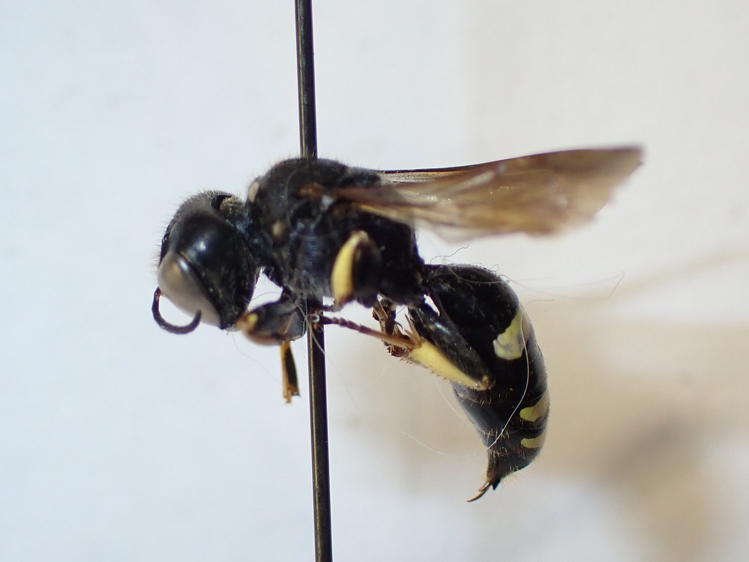 Ectemnius sp.