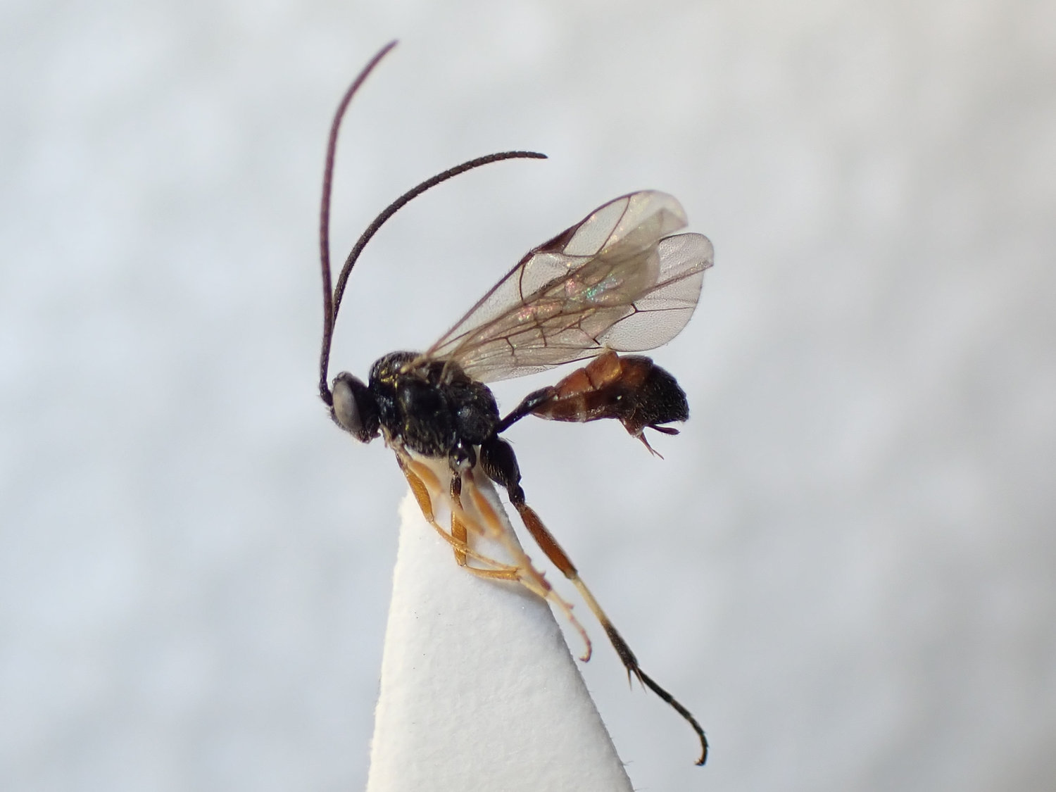 Synomelix albipes