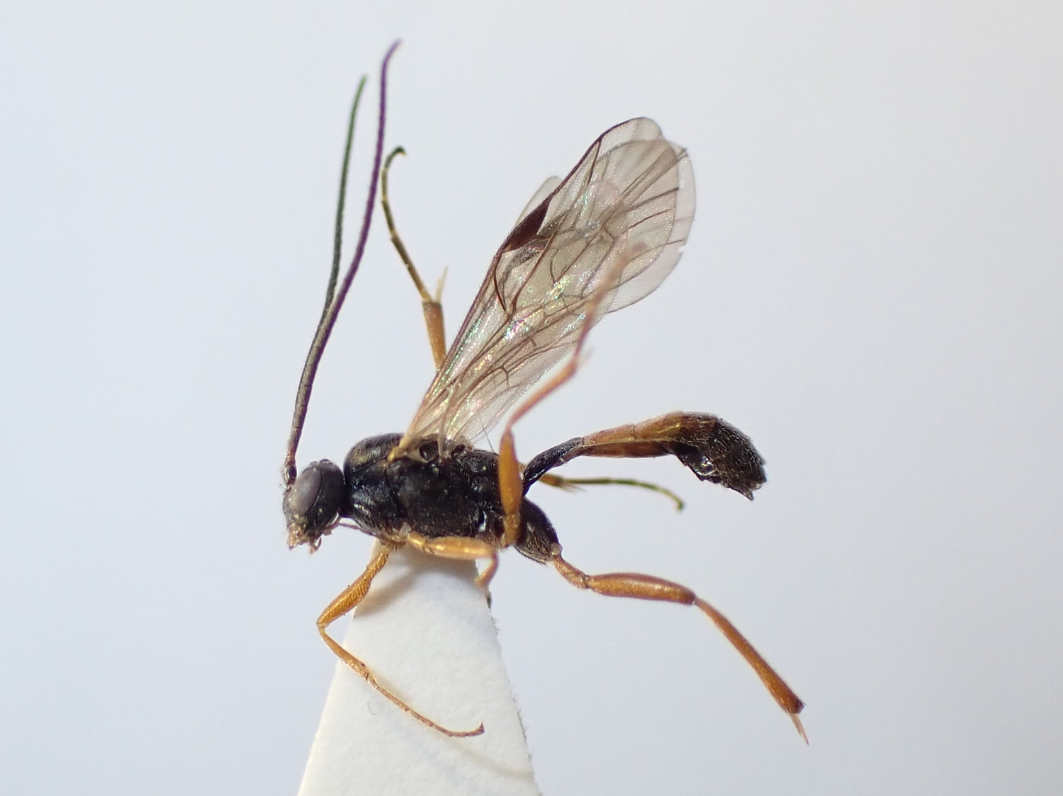 Perilissus spilonotus