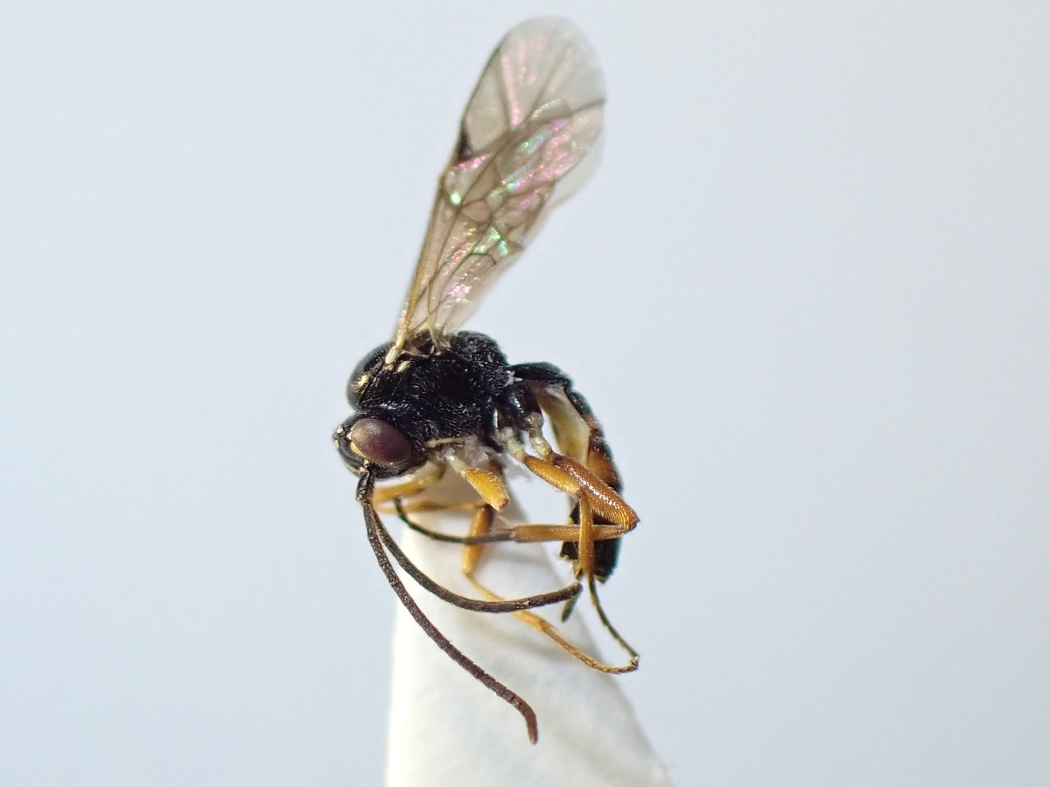 Syrphophilus bizonarius