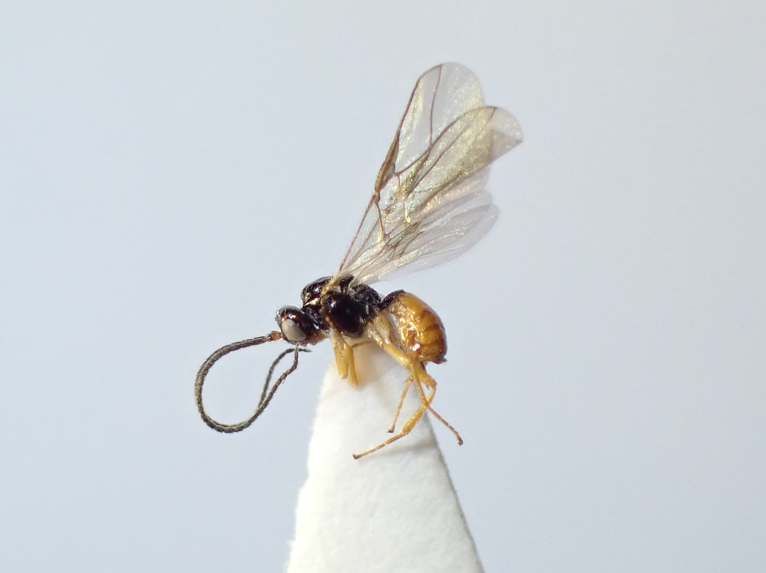 Opius sp.