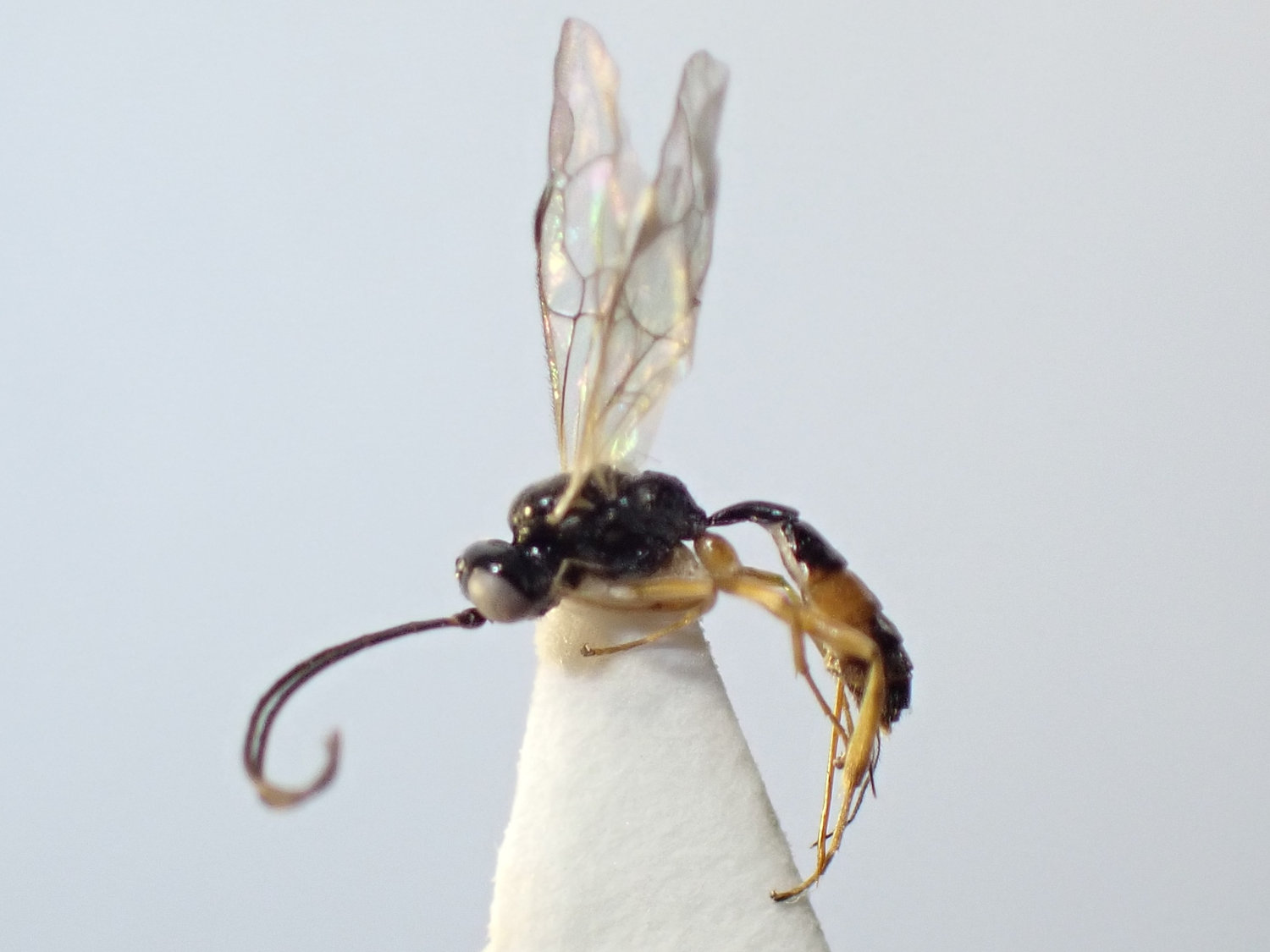 Encrateola sp.