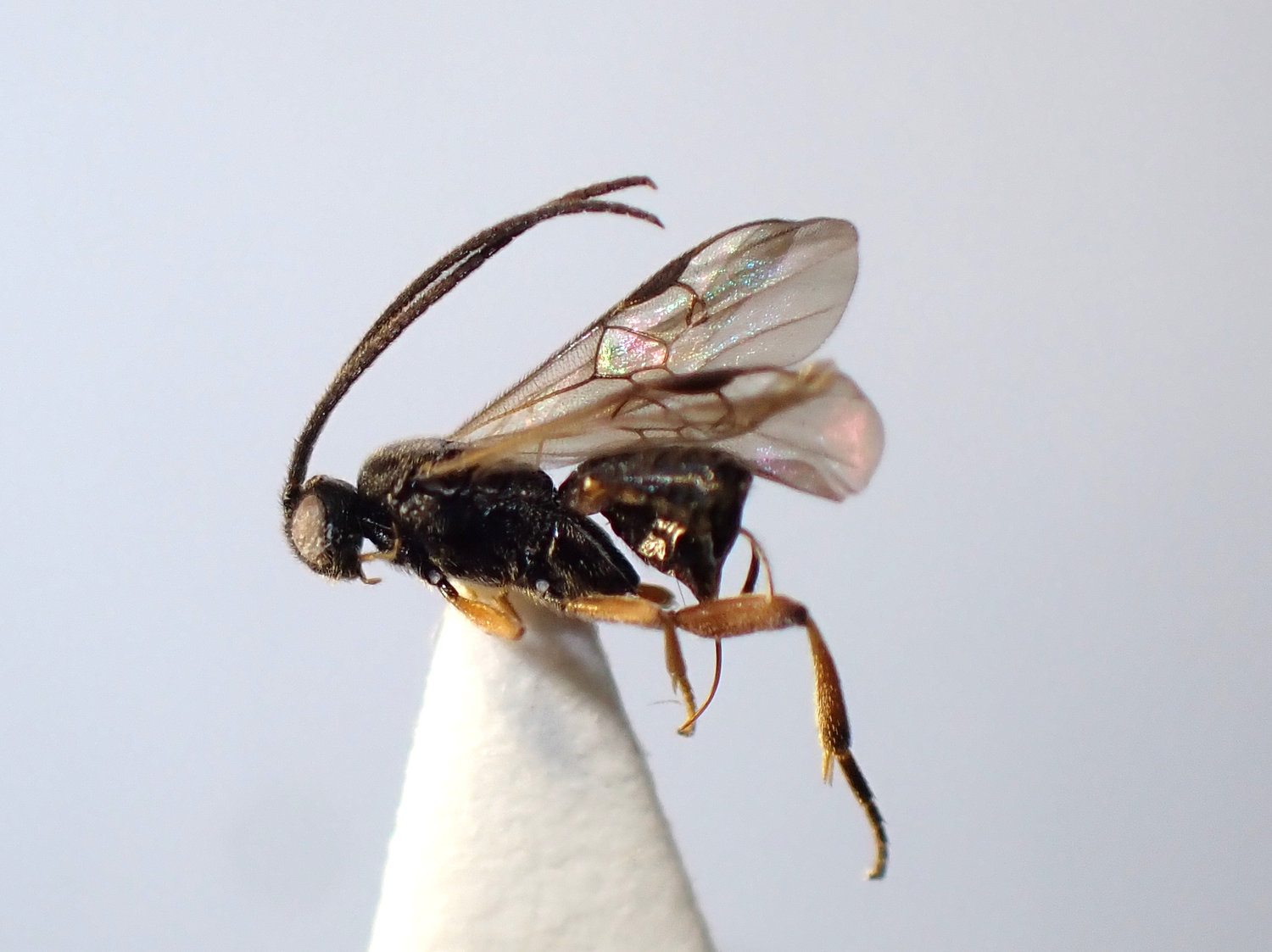 Microgaster sp.