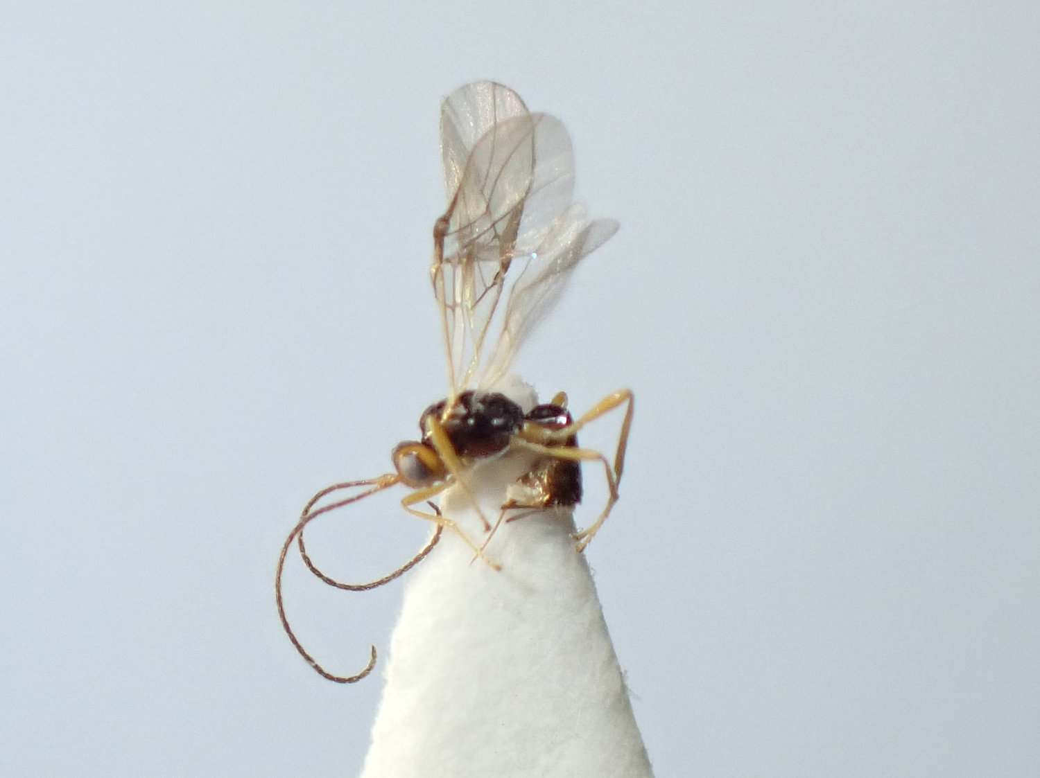 Opiinae