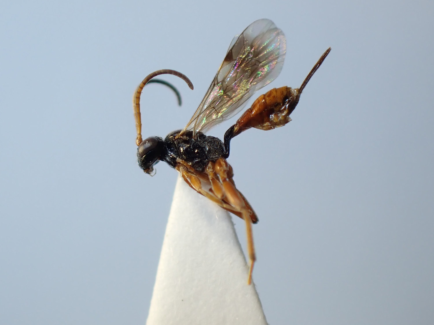 Phygadeuon rugulosus