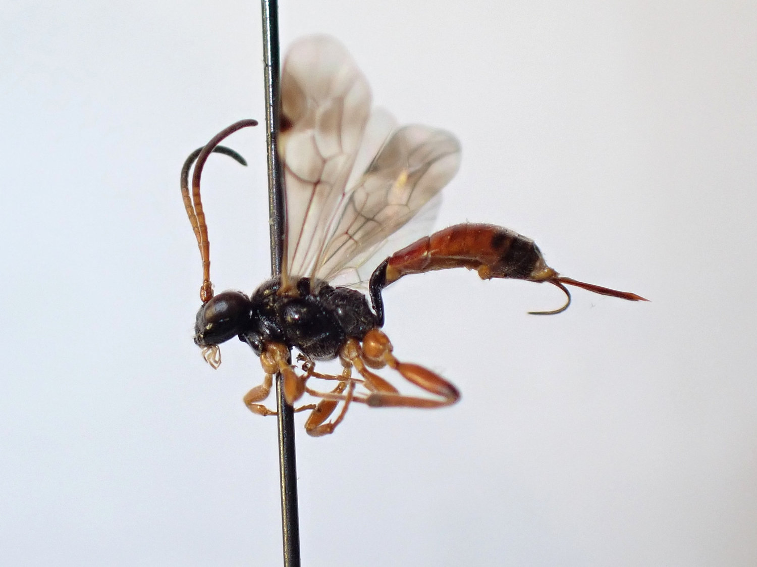 Phygadeuon rugulosus