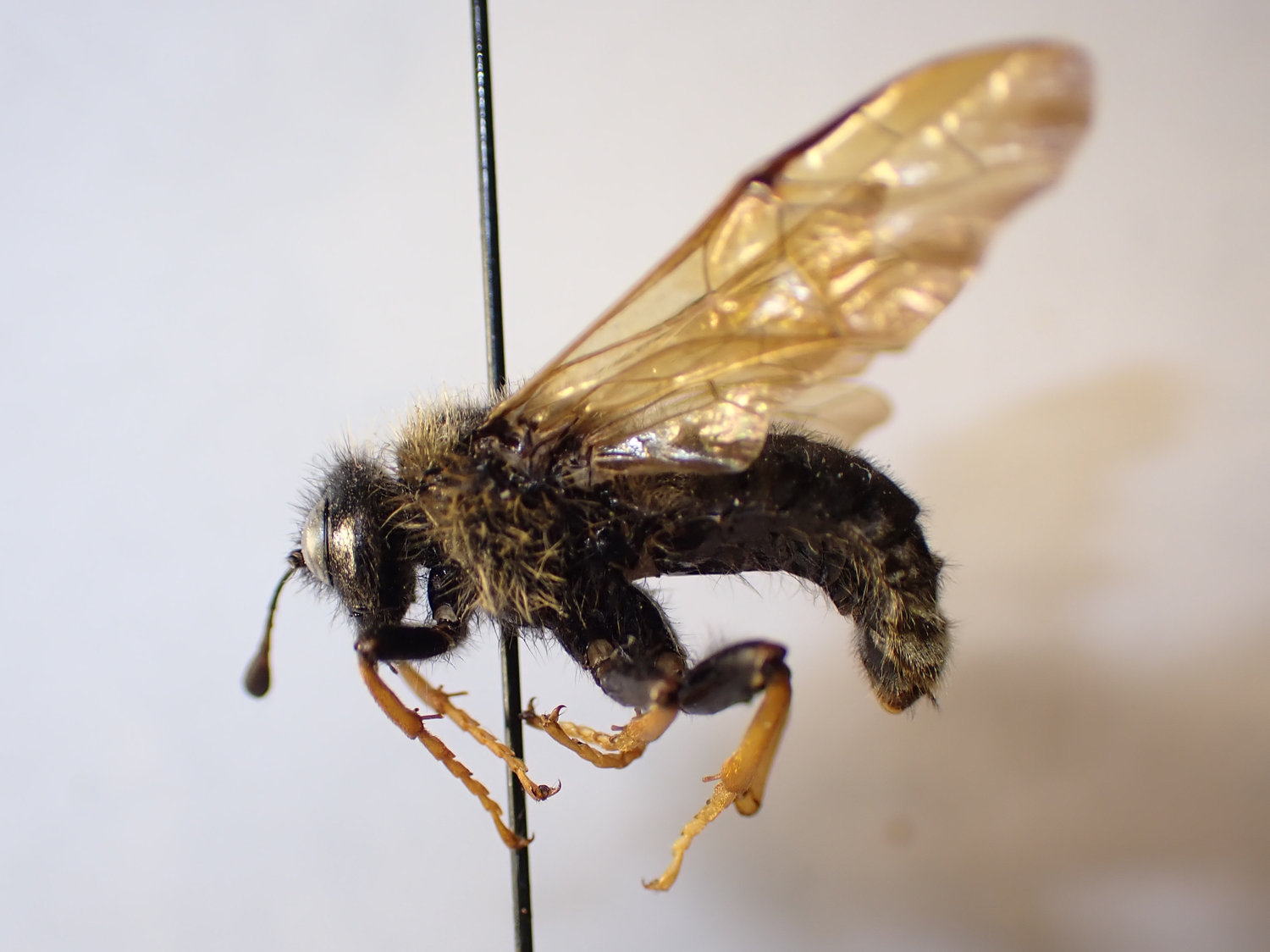 Trichiosoma sp.