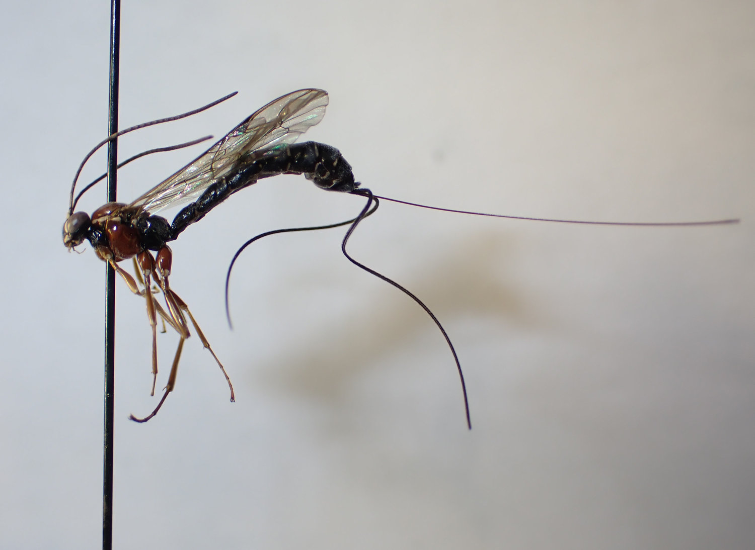 Perithous scurra