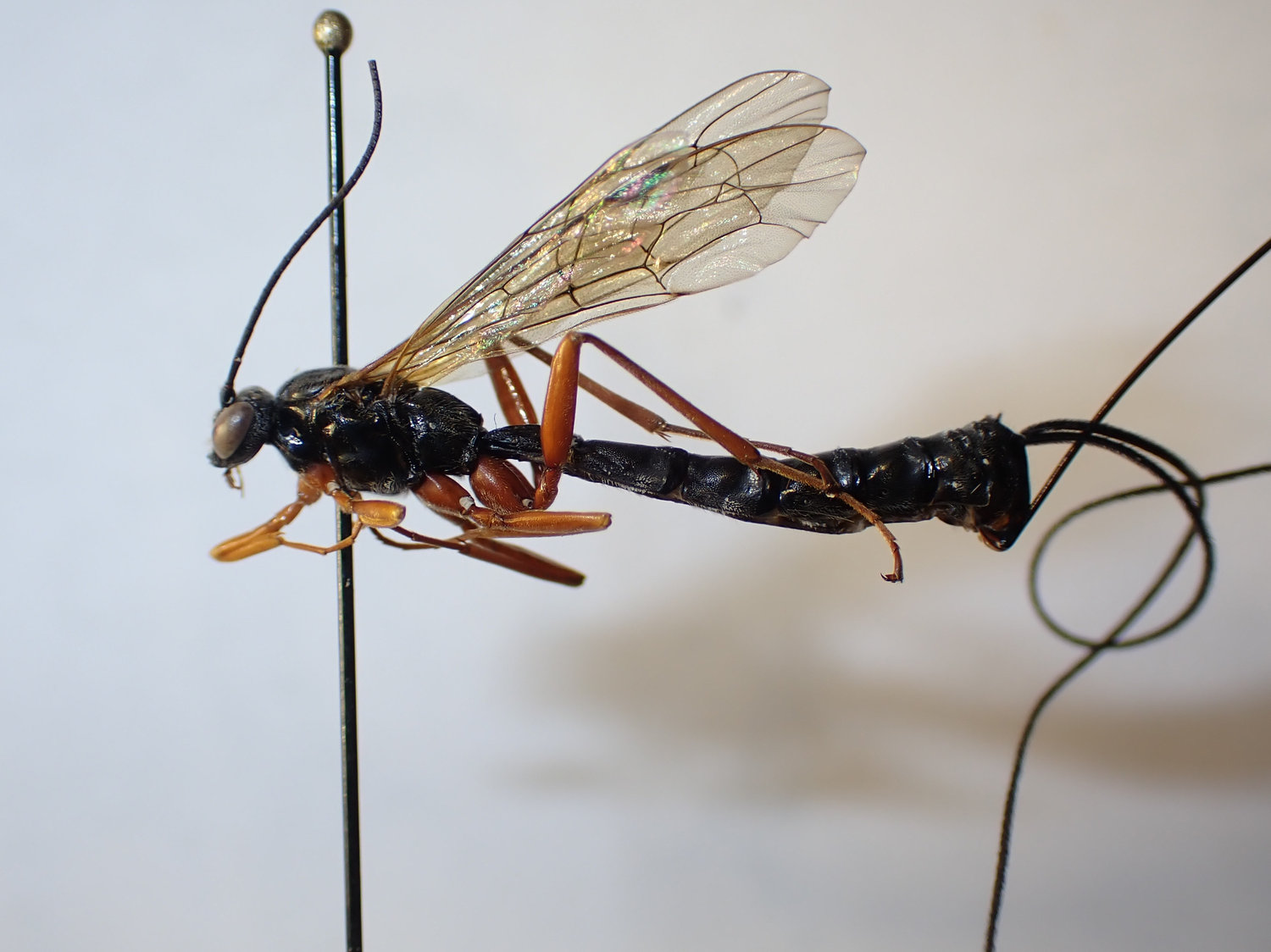 Paraperithous sp.
