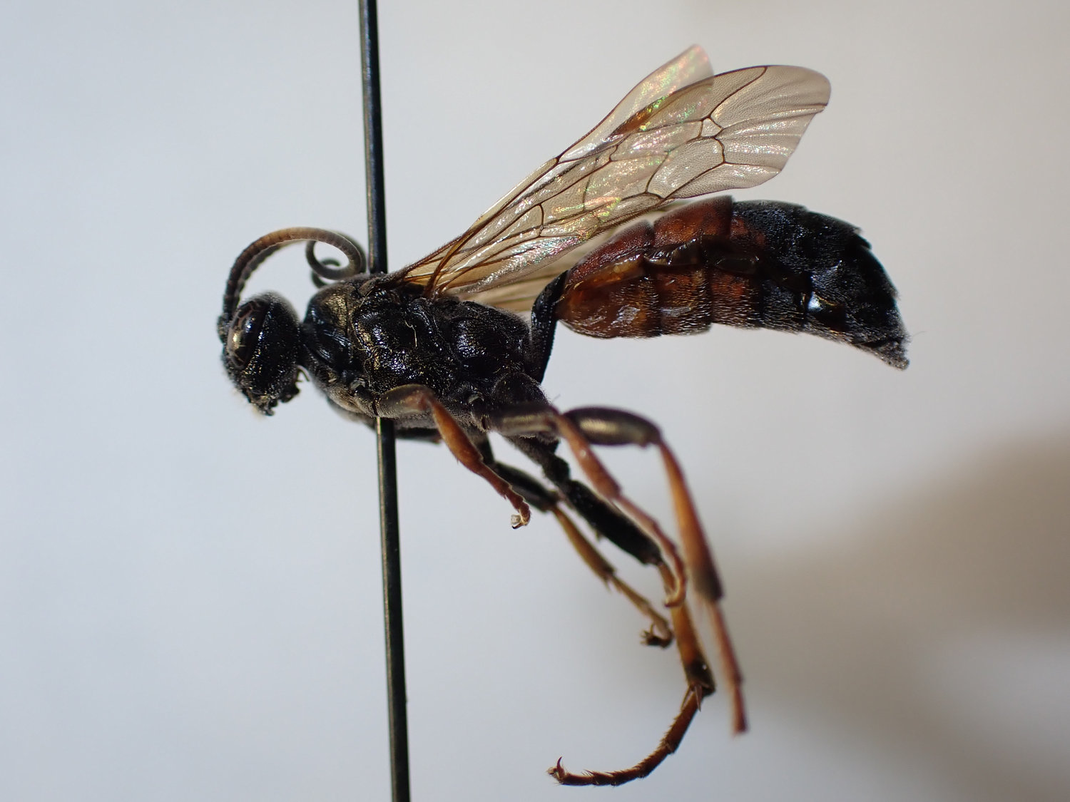 Ichneumon bucculentus
