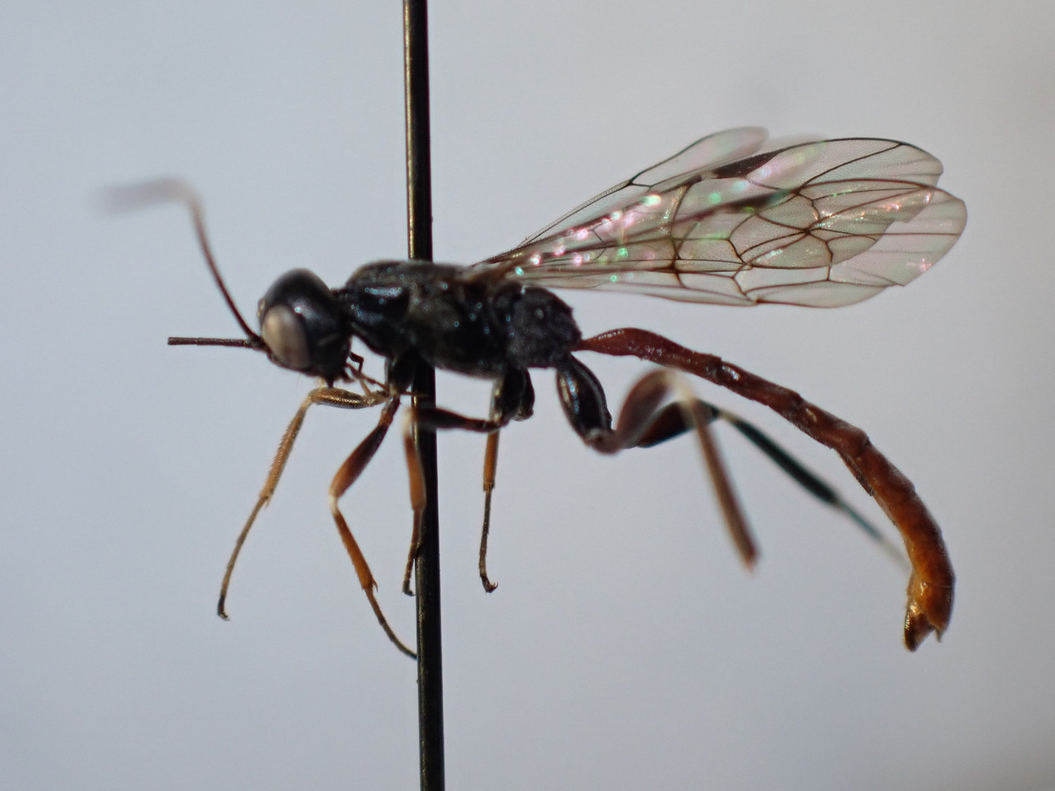 Xorides filiformis