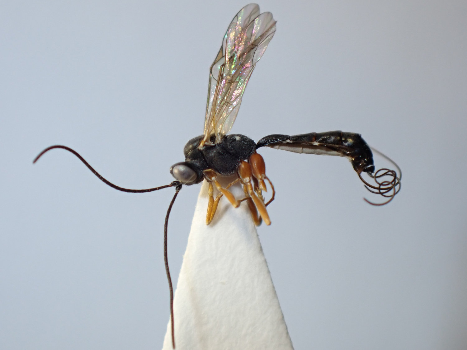 Lissonota accusator