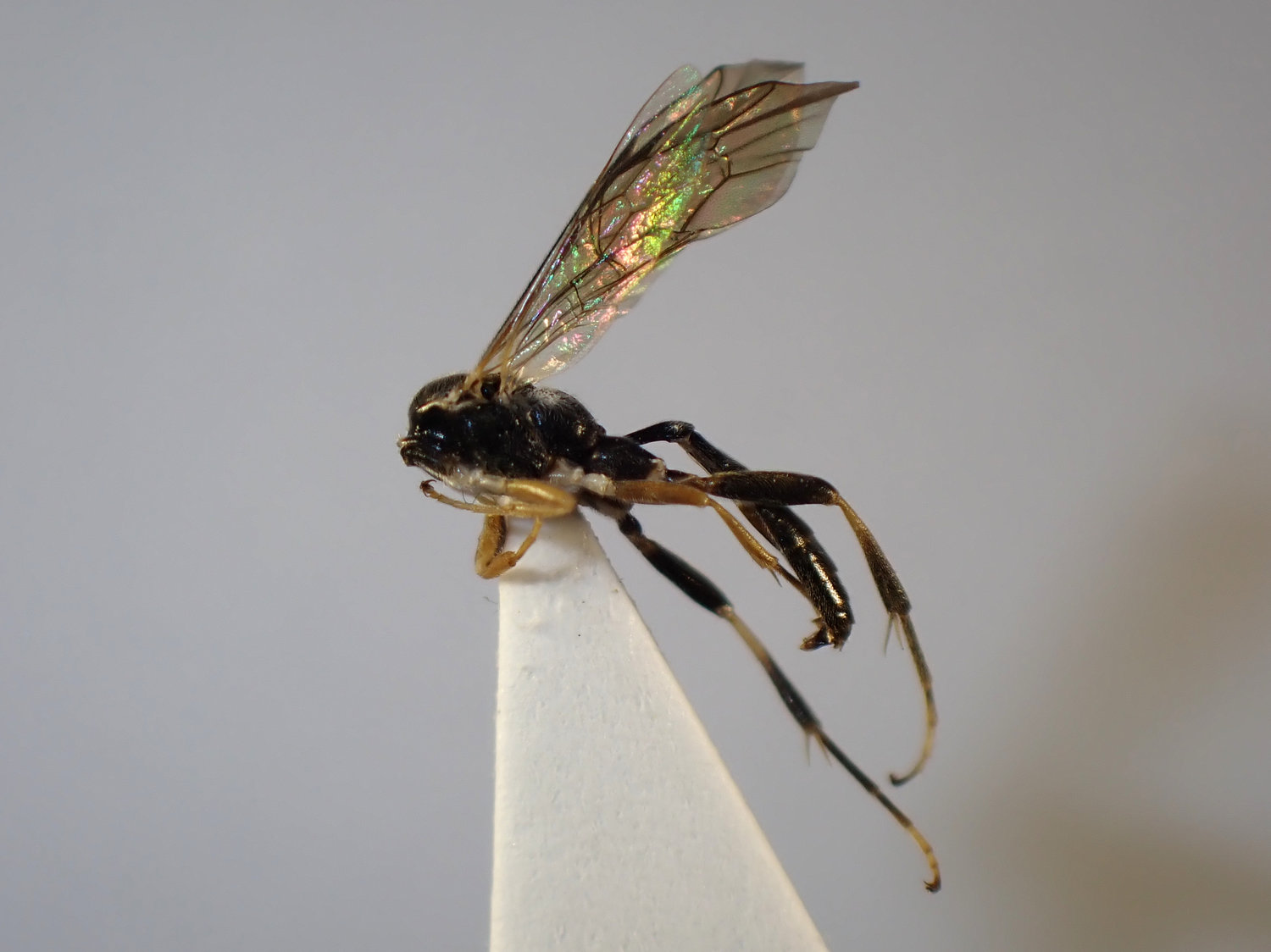 Cratichneumon rufifrons