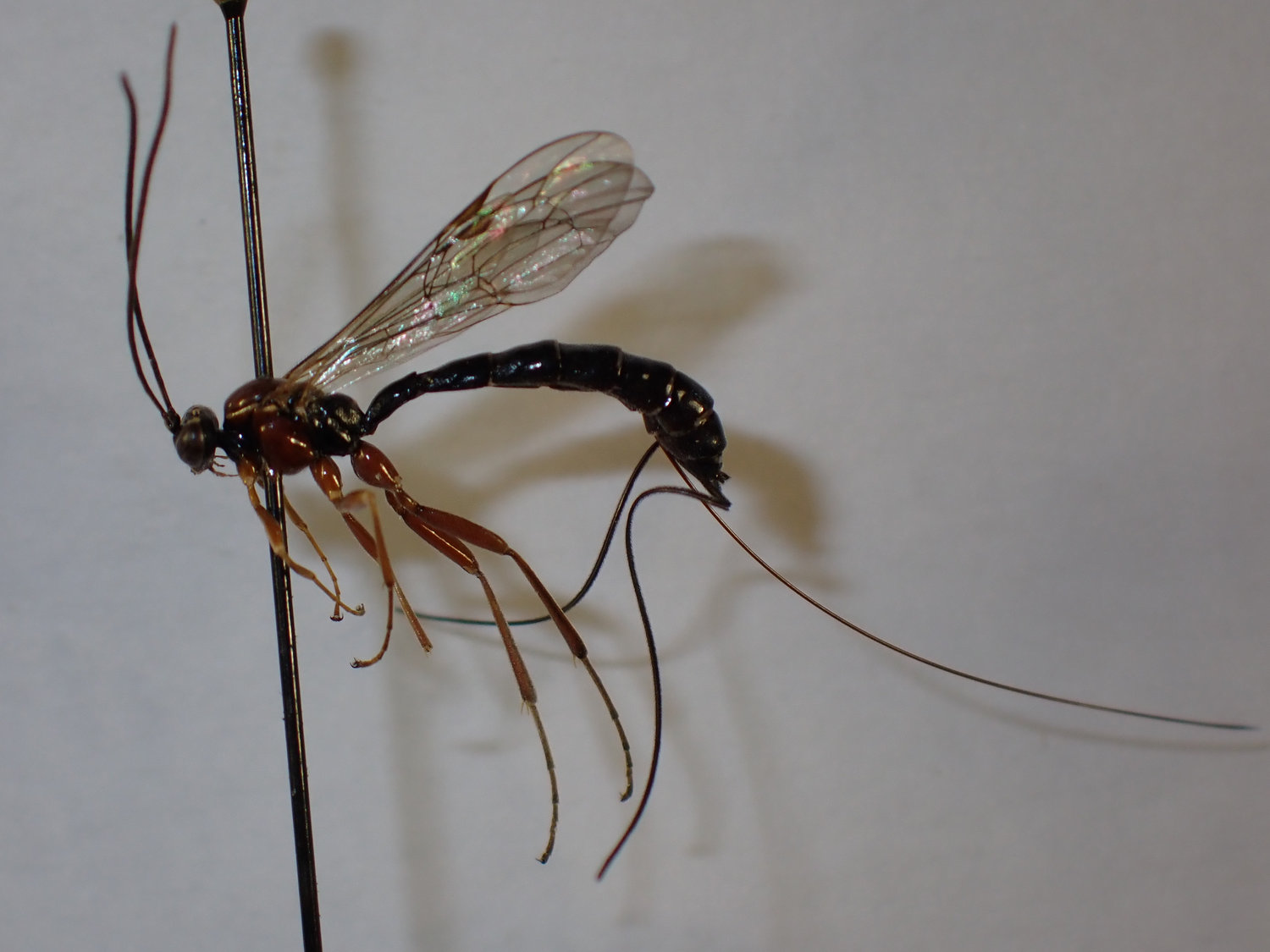 Perithous scurra