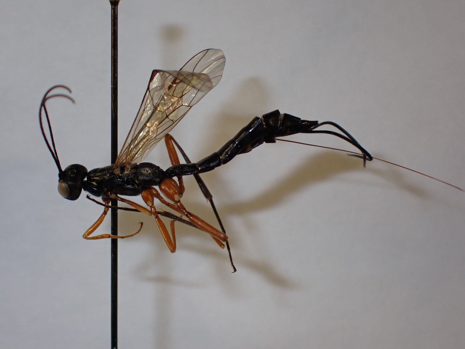 Neoxorides opacus