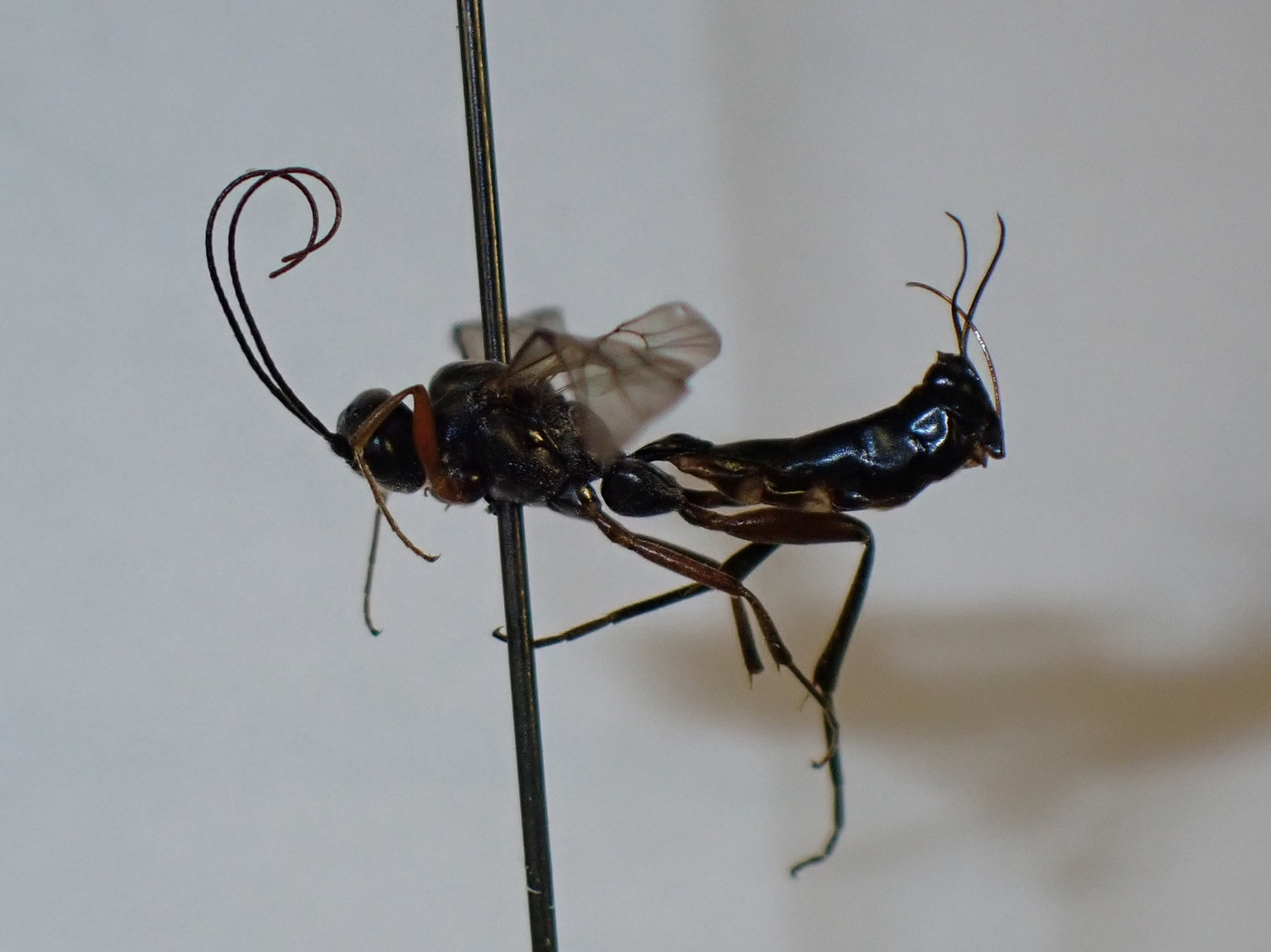 Rhimphoctona sp.