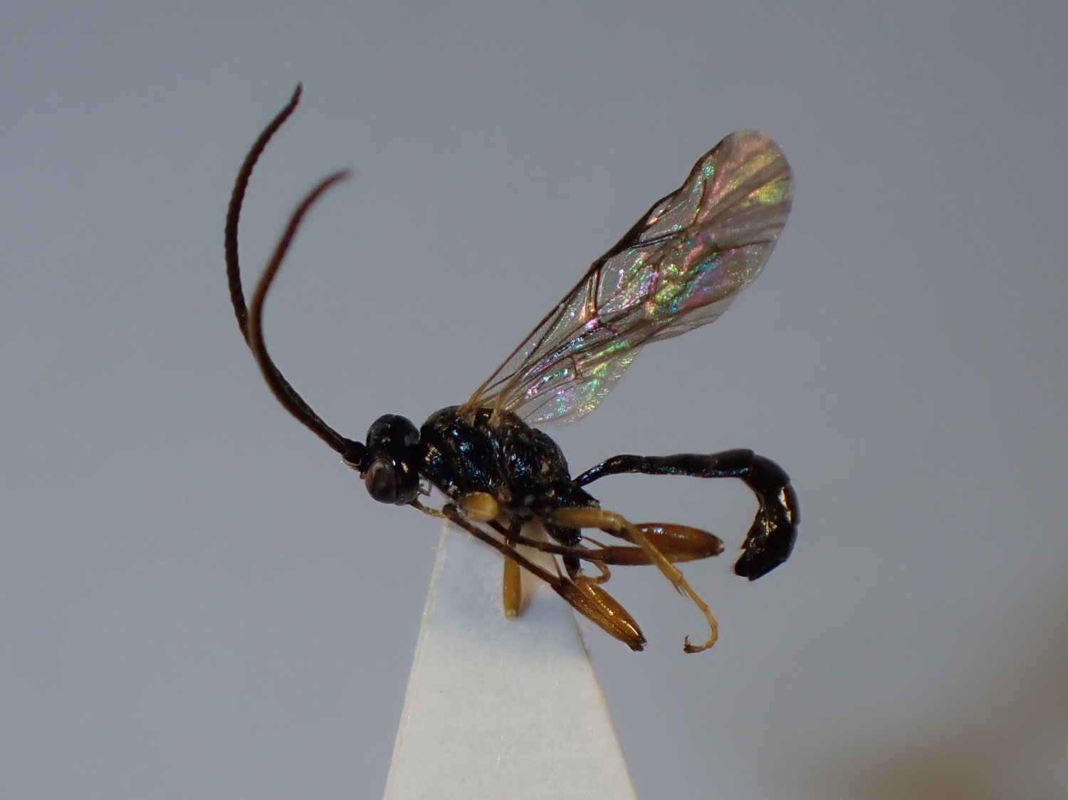 Cratichneumon culex