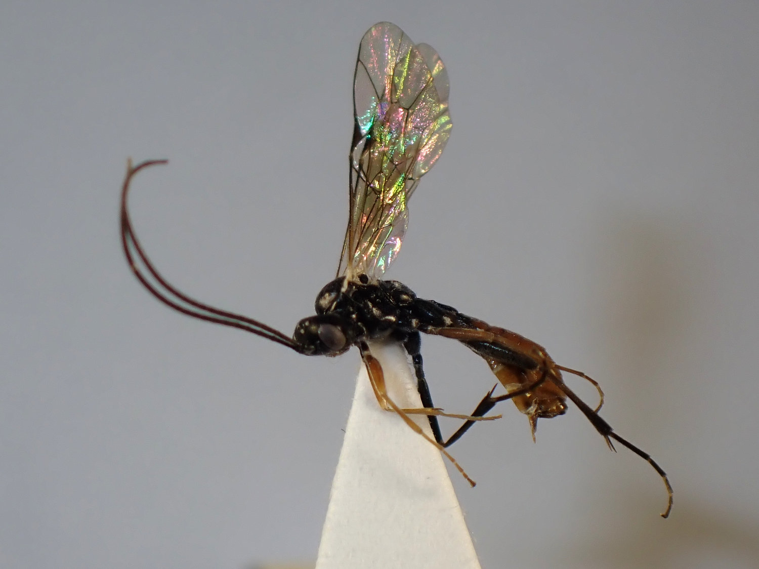 Campodorus hamulus