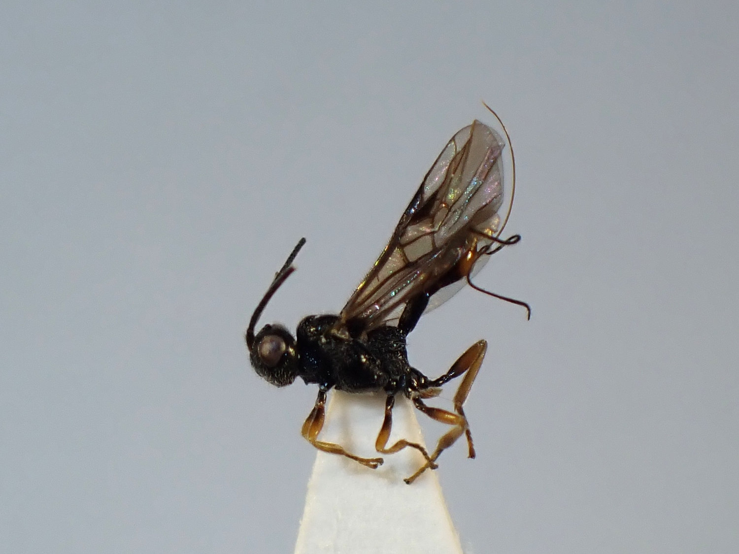 Cenocoelius analis