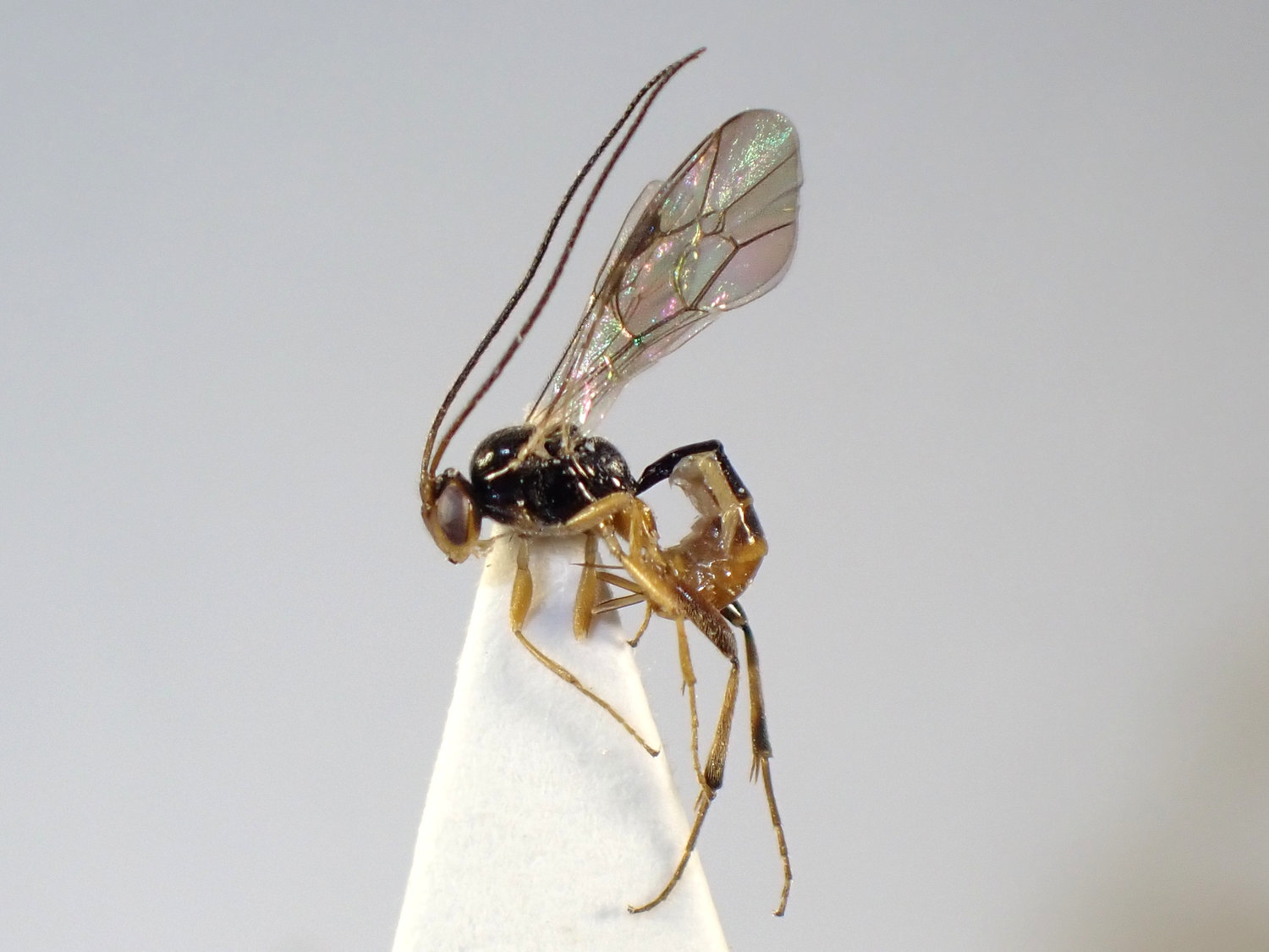 Mesochorus declinans