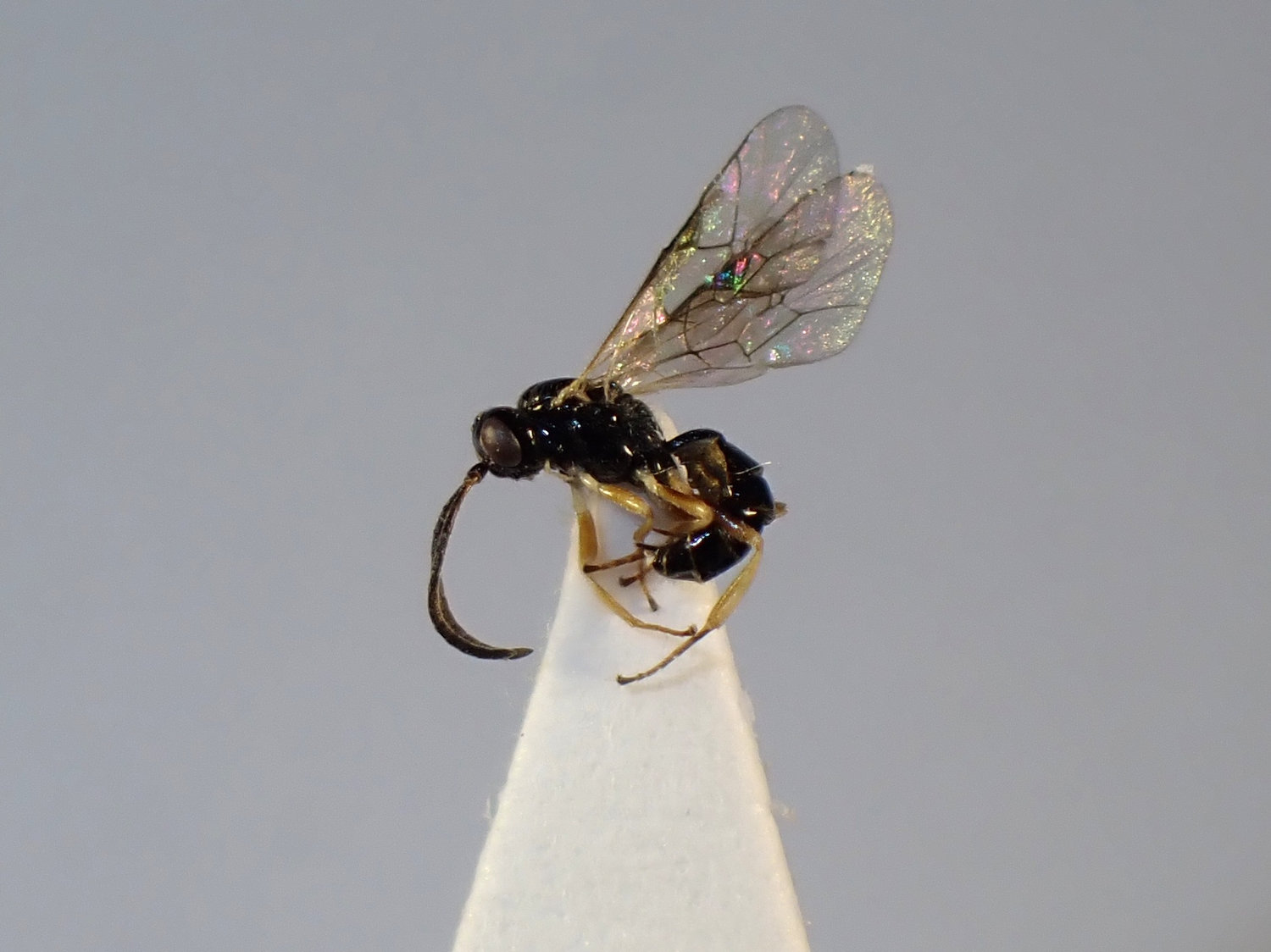 Adelognathus laevicollis
