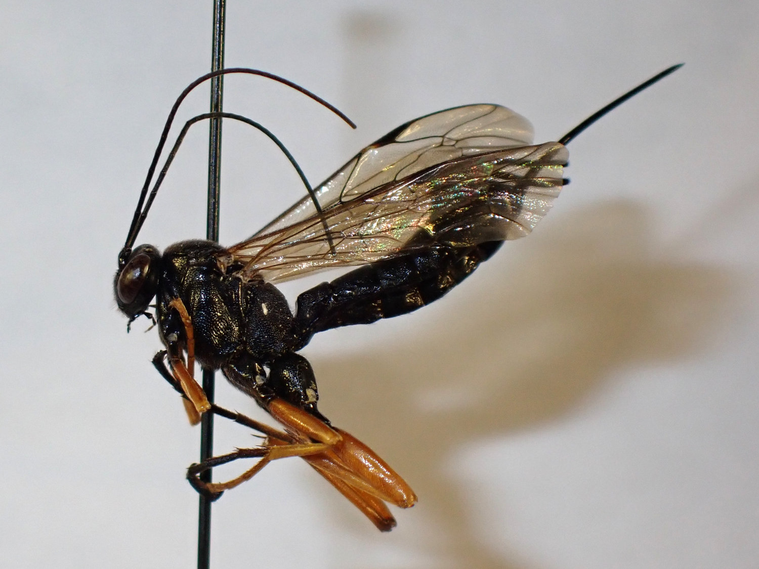 Pimpla rufipes