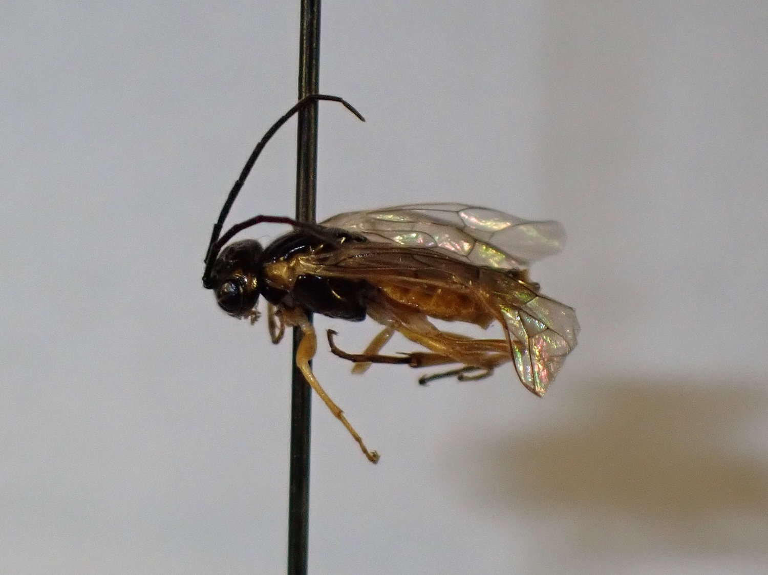 Euura myosotidis