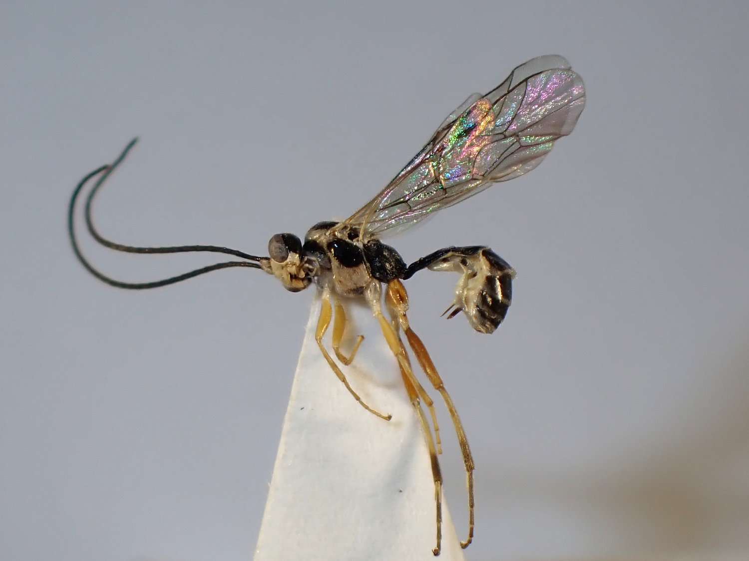 Anoncus sp.