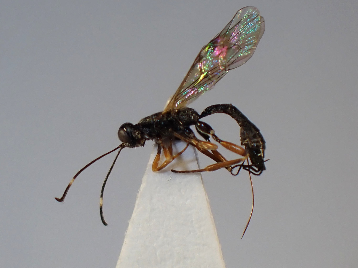Xorides praecatorius