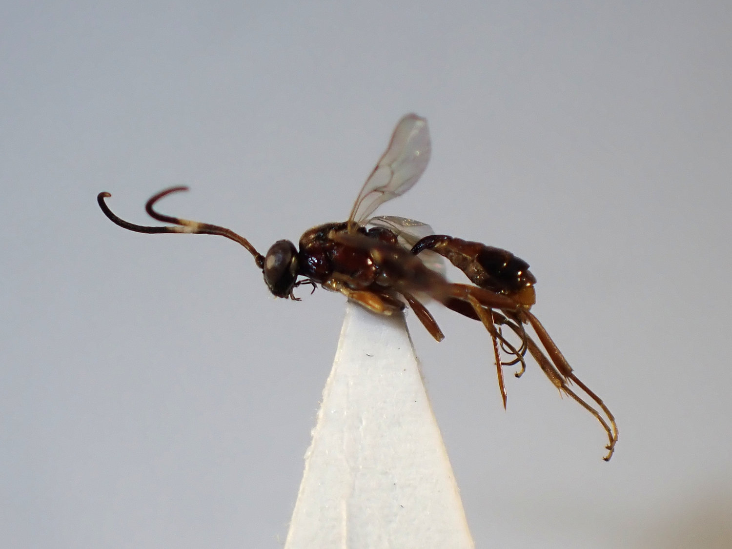 Orthizema hadrocerum