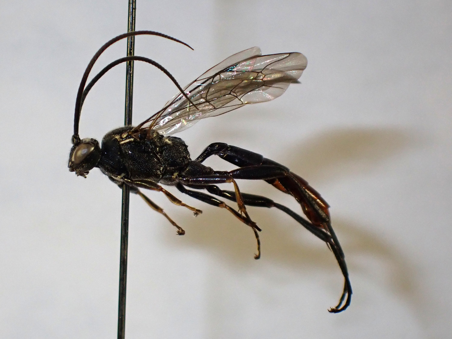 Diphyus castanopyga