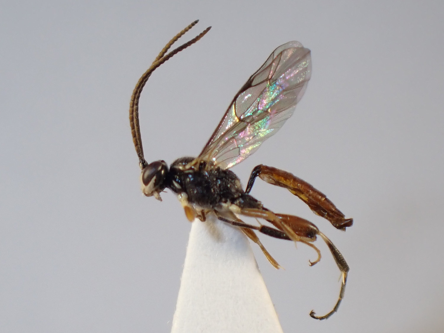 Homotherus locutor