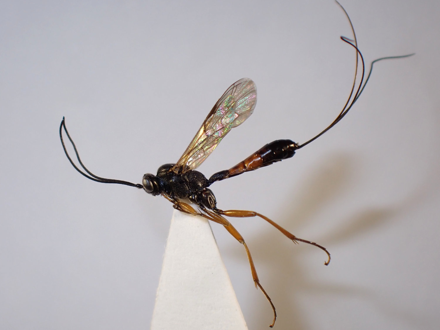Lissonota clypeator