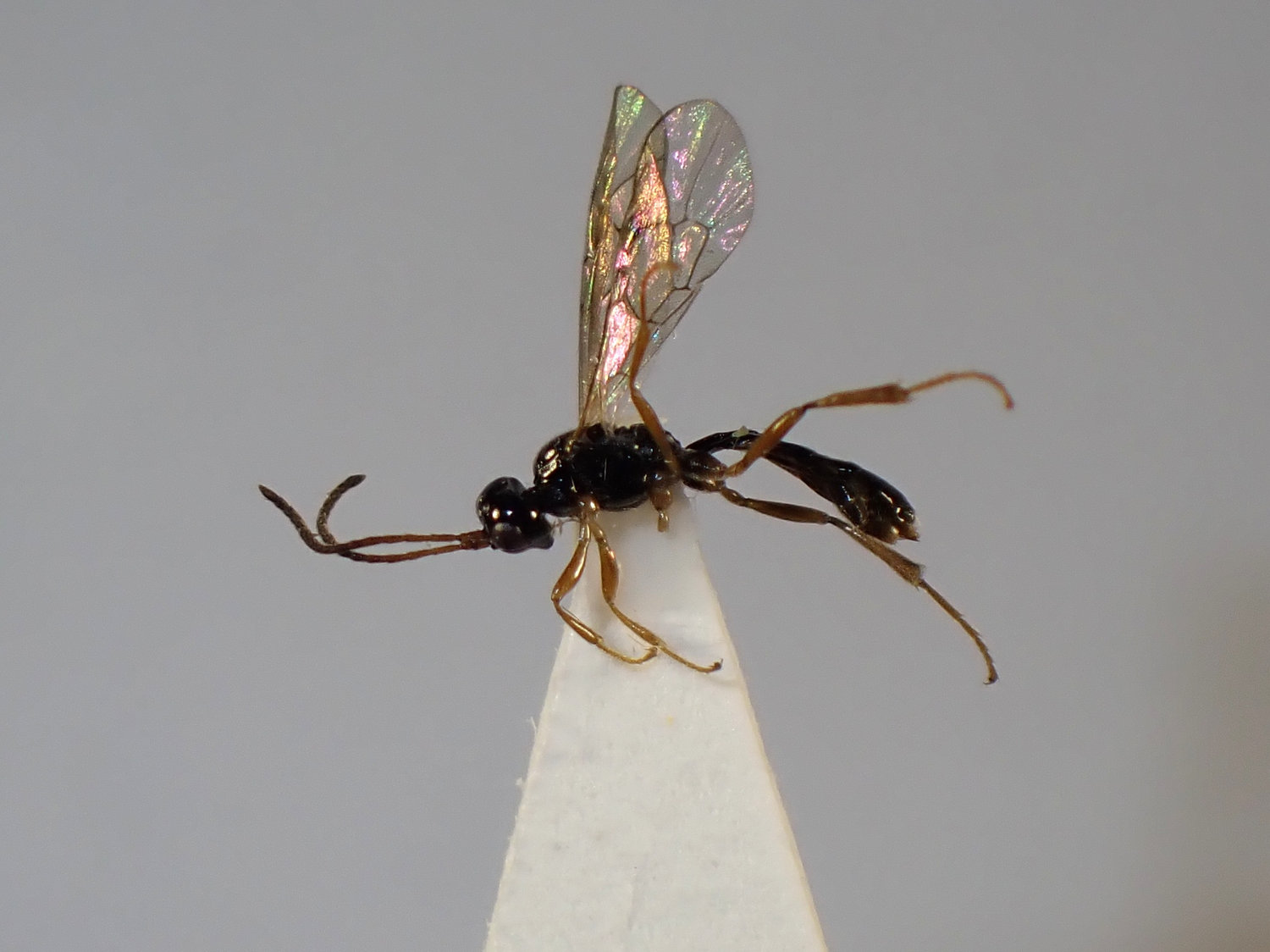 Microleptes rectangulus