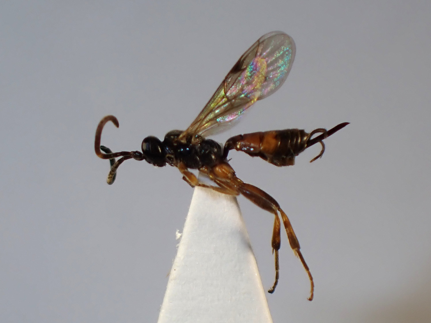 Oresbius bipunctatus